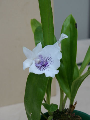 Cochleanthes amazonica