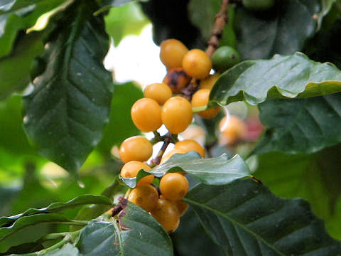 Coffea arabica cv. Yellow cuturra