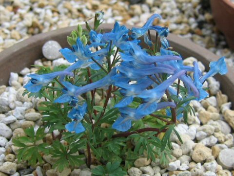 Corydalis cashmeriana