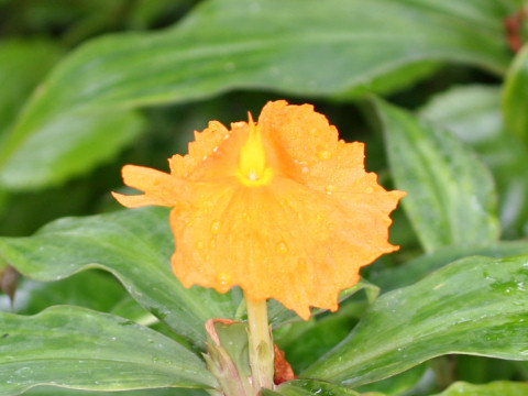 Costus igneus