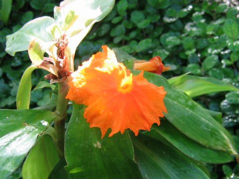 Costus igneus