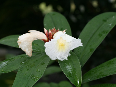 Costus speciosus