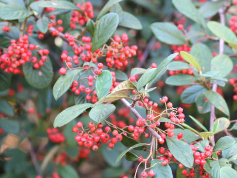 Cotoneaster lactea