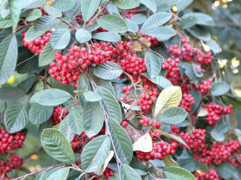 Cotoneaster lactea