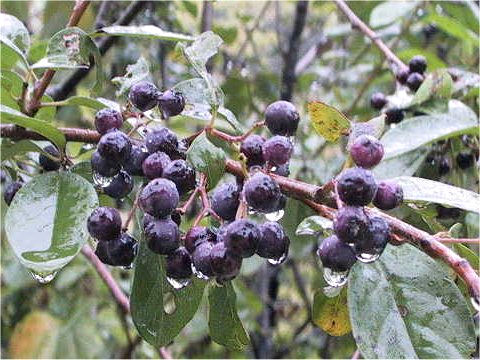 Cotoneaster sp.