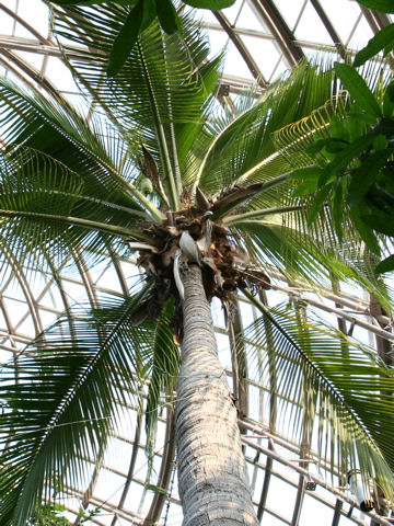 ココ椰子
