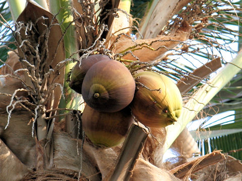 ココ椰子