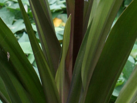 Crinum asiaticum