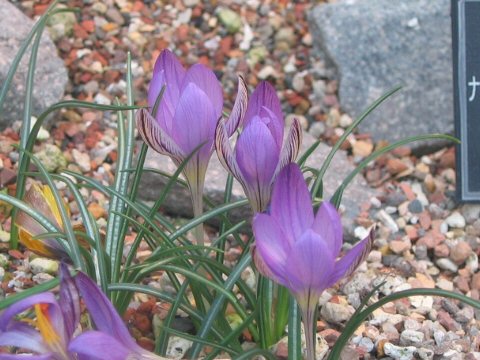 Crocus corsicus