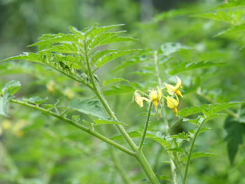 Lycopersicon pimpinellifolium