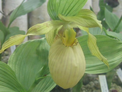 Cypripedium fasciolatum