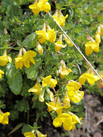 Cytisus decumbens