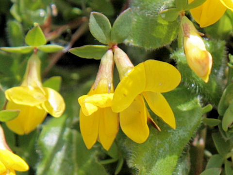 Cytisus decumbens