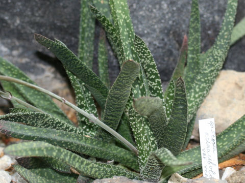 Gasteria acinacifolia