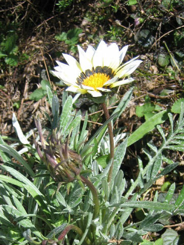 勲章菊はどんな植物 Weblio辞書