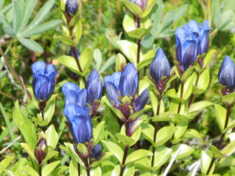 Gentiana calycosa