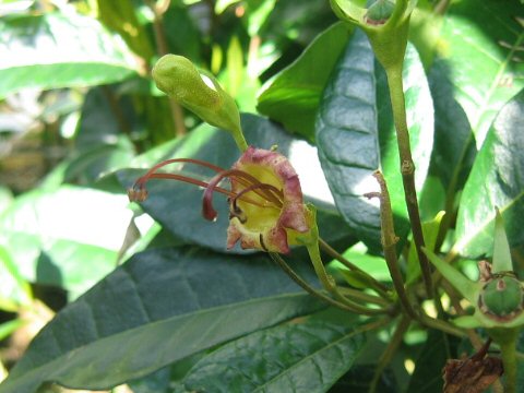 Gesneria pedunclosa