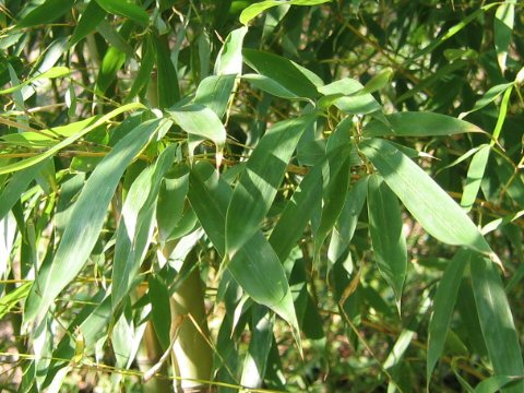 Phyllostachys aurea f. flavescens-inversa