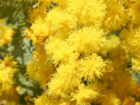 Acacia Baileyana ギンヨウアカシア はどんな植物 Weblio辞書
