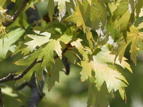 Silver Mapleはどんな植物 Weblio辞書