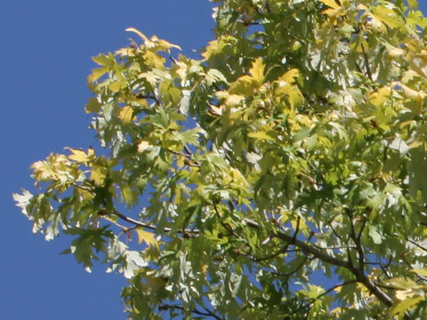 Acer saccharinum