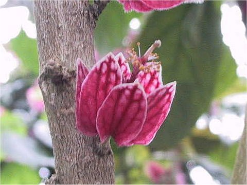 Goethea strictiflora