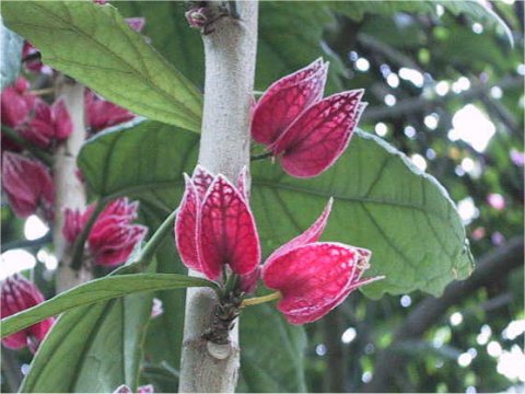 Goethea strictiflora