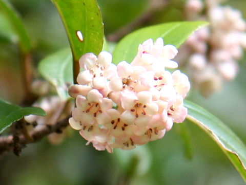 Viburnum suspensum