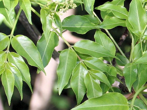 Euscaphis japonica