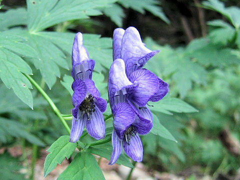 Aconitum grossedentatum