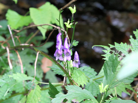 Aconitum grossedentatum