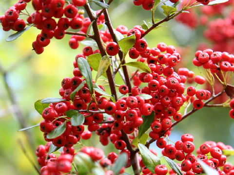 Pyracantha crenulata