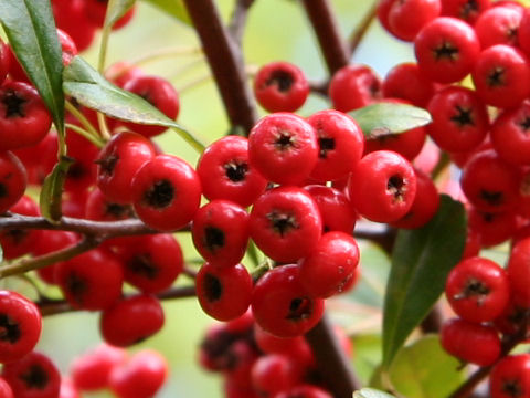 Pyracantha crenulata