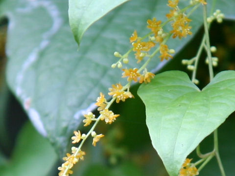 Dioscorea quinqueloba