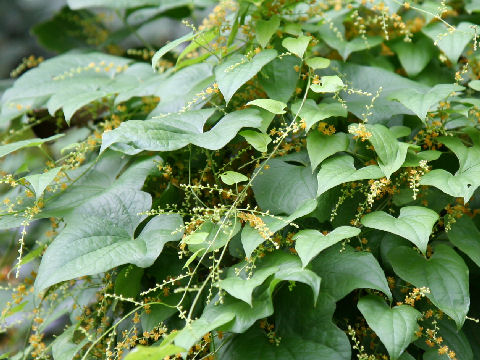 Dioscorea quinqueloba