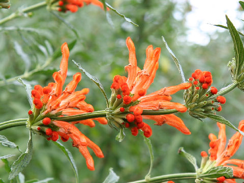 Leonotis leonurus