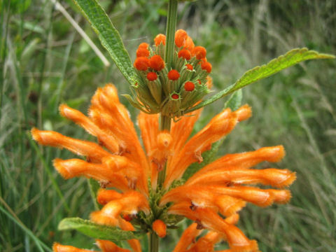 Leonotis leonurus