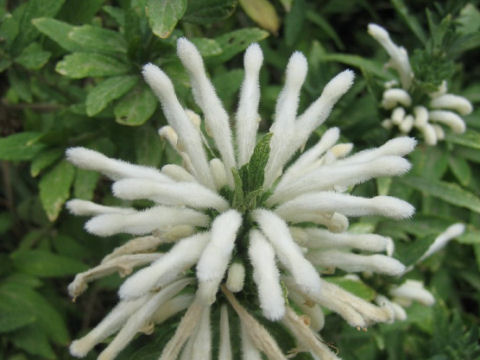 Leonotis leonurus