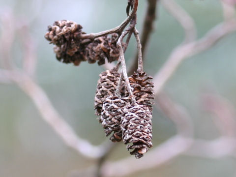 Alnus serrulatoides