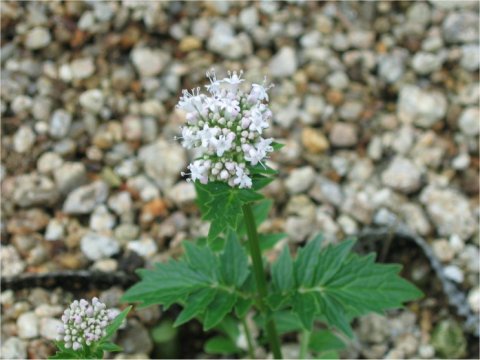 Valeriana sp.