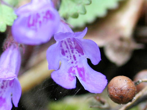 Glechoma hederacea ssp. grandis