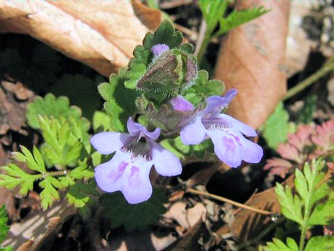 Glechoma hederacea ssp. grandis