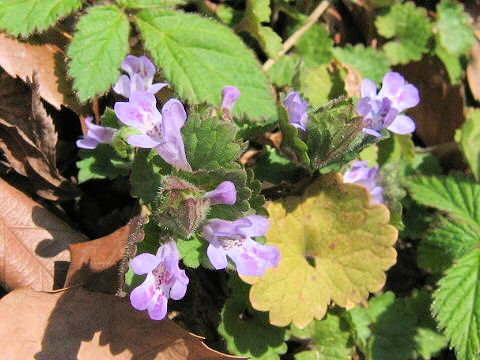 Glechoma hederacea ssp. grandis