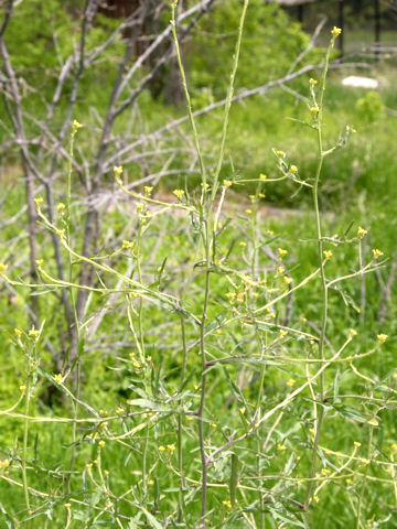 Sisymbrium officinale