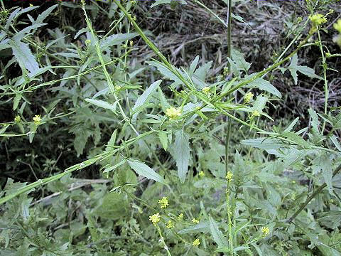 Sisymbrium officinale