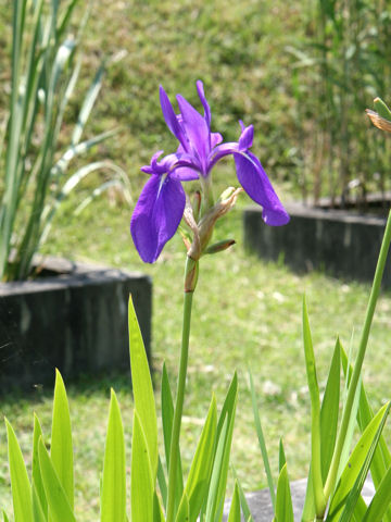 Water Irisはどんな植物 Weblio辞書