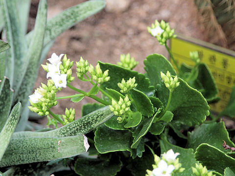 Kalanchoe blossfeldiana cv.