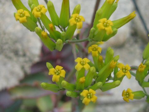 Kalanchoe longiflora var. coccinea