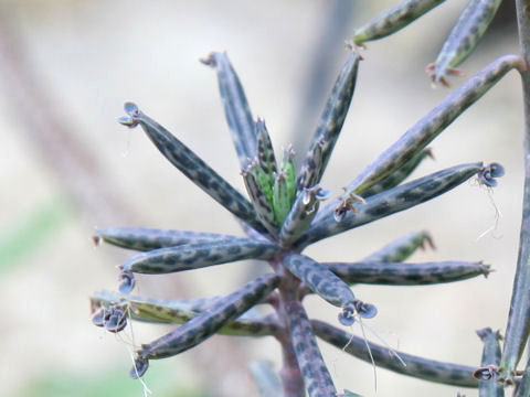 Kalanchoe tubiflora