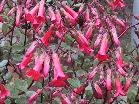 Kalanchoe uniflora cv. Mirabella